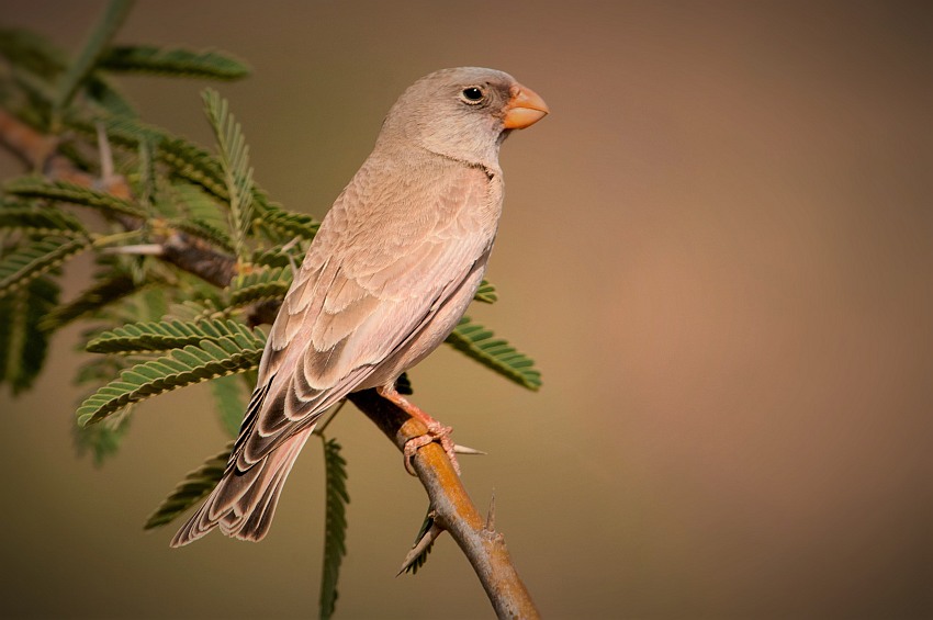 Trumpeter Finch